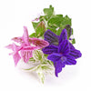 75 TRICOLOR CLARY SAGE Mix Blue Pink White Salvia Viridis Horminum Herb Flower Seeds