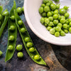 Early Frosty Garden Pea Seeds – English Shelling Pisum Sativum Vegetable – photo 6