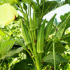 300 CLEMSON Spineless GREEN OKRA Abelmoscgus Esculentus Vegetable Seeds