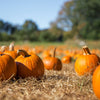 Small Sugar Pumpkin Seeds – Orange Pie or Carving Cucurbita Pepo Vegetable – photo 5