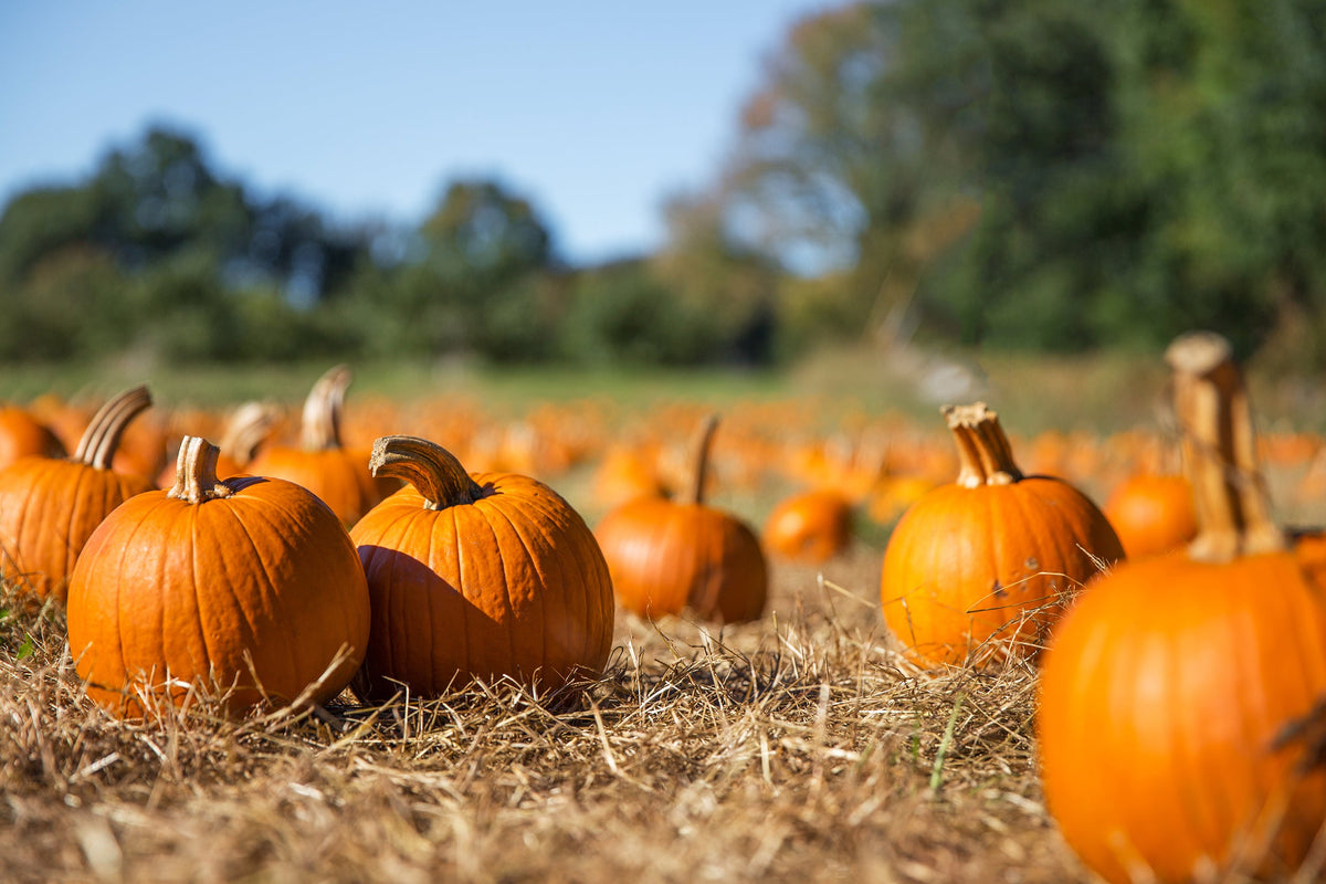 Small Sugar Pumpkin Seeds – Orange Pie or Carving Cucurbita Pepo Vegetable – photo 5