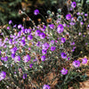 300 IMMORTELLE IMMORTAL MIX Xeranthemum Paper Daisy Everlasting Flower Seeds