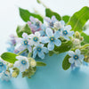 10 TWEEDIA BLUE MILKWEED Southern Star of Argentine Tweedia Caerulea syn. Oxypetalum Flower Vine Seeds