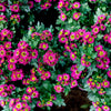 50 Mixed Colors INDIAN CHRYSANTHEMUM Indicum Hardy Mum Double Red Yellow Pink Orange Purple Bicolor Flower Seeds