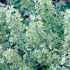 100 WHITE CAMAS Anticlea Elegans Zigadenus Camass Alkali Native Flower Seeds