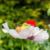 350 TASMANIAN Purple & White POPPY Papaver Somniferum Flower Seeds