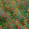 10 MIXED CIGAR PLANT Cuphea Ignea Red Pink White Firecracker Flower Seeds