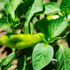 Greek Golden Pepper Seeds – Pepperoncini Gold Yellow Capsicum Annuum Vegetable – photo 8
