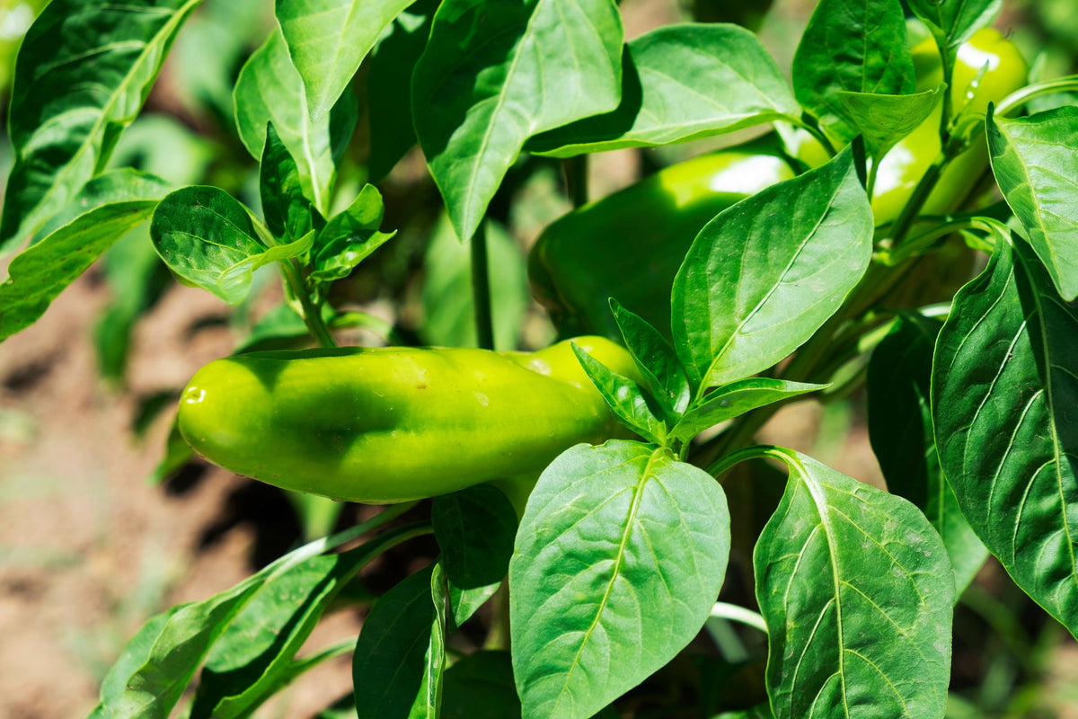 Greek Golden Pepper Seeds – Pepperoncini Gold Yellow Capsicum Annuum Vegetable – photo 8