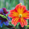 200 Mixed Colors PAINTED TONGUE (Velvet Trumpet Flower) Salpiglossis Grandiflora Virgiana Flower Seeds