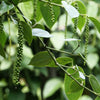 25 BLACK PEPPERCORN Black Pepper Piper Nigrum Spice Vine Seeds