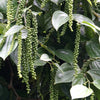 25 BLACK PEPPERCORN Black Pepper Piper Nigrum Spice Vine Seeds