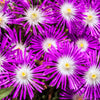 25 STARDUST ICE PLANT Mesembryanthemum Delosperma Floribunda Perennial Purple & White Flower Seeds