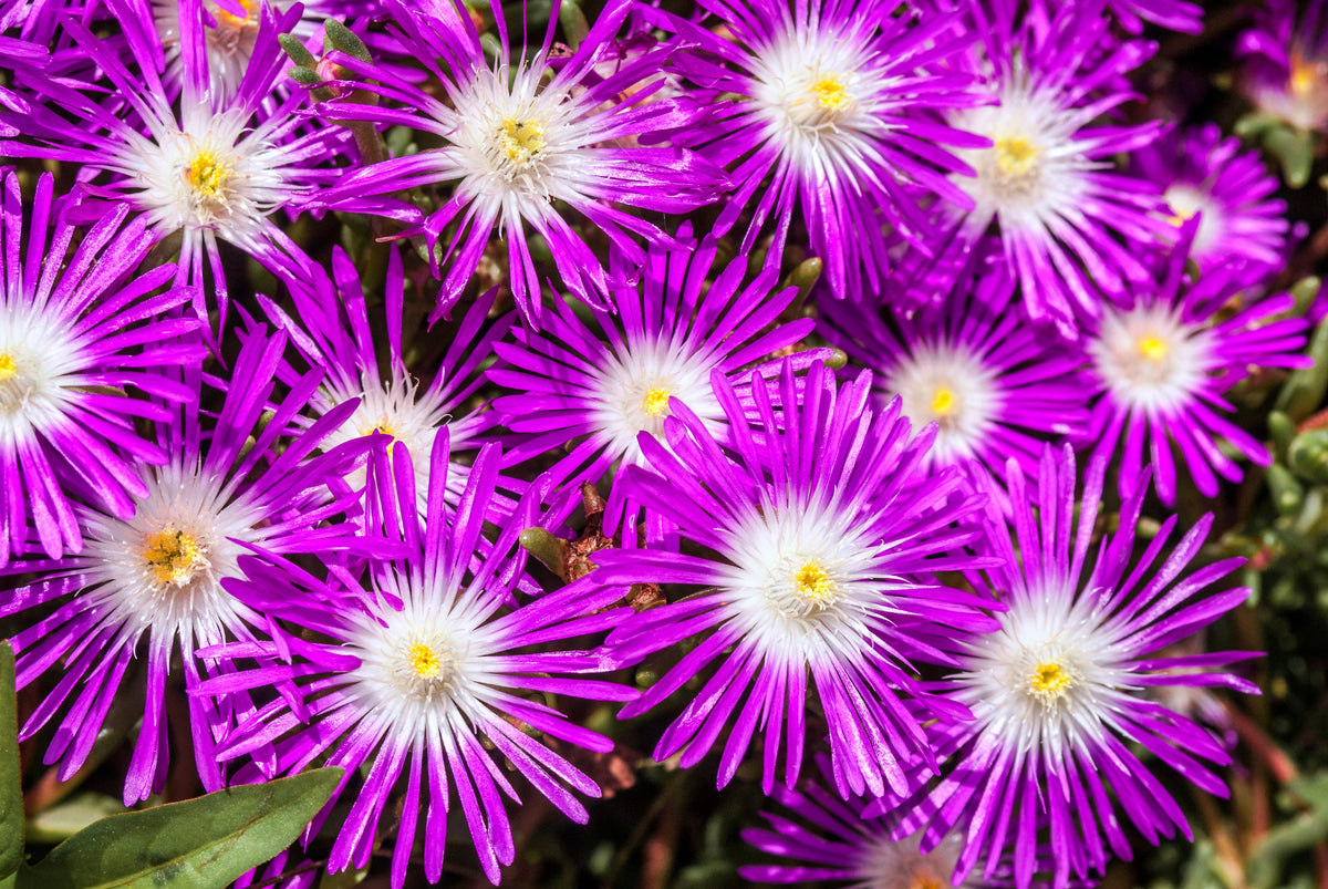 Mixed Colors Ice Plant ( Mesembryanthemum Daisy / Livingstone Daisy ) Dorotheanthus Bellidiformis Flower Seeds – photo 11