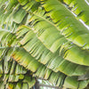 10 TRAVELLER'S PALM TREE Ravenala Madagascariensis Flower Houseplant Seeds