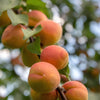 5 COMMON APRICOT Fruit Tree Prunus Armeniaca White Pink Flower Seeds