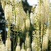 50 BLACK COHOSH Bugbane Actaea Racemosa Cimicifuga Bugbane Snakeroot Native White Shade Flower Herb Seeds
