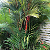 10 Red LIPSTICK PALM Sealing Wax Palm Cyrtostachys Renda Tree Houseplant Seeds