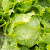 3000 ICEBERG HEAD LETTUCE Lactuca Sativa Vegetable Seeds