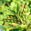 30 PIGEON PEA Dhal Gungo Puerto Rico Bean Cajanus Cajan Vegetable Seeds