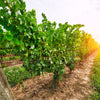 30 WINE GRAPE Vitis Viniferia Domestic Mixed Colors Fruit Vine Seeds