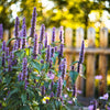 500 PURPLE ANISE HYSSOP (Licorice Mint / Blue Giant) Agastache Foeniculum Herb Flower Seeds