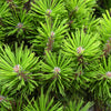 10 RED Japanese PINE TREE Korean Pinus Densiflora Evergreen Seeds