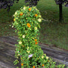 25 MIXED THUNBERGIA Alata VINE Black Eyed Susan Orange White Yellow Flower Seeds