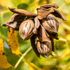 5 HARDY PECAN Tree Carya Illinoinensis King Nut Native Fruit Tree Seeds