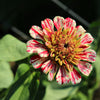 150 CANDY STRIPE ZINNIA Mix Elegans Flower Seeds Mixed Colors with Red Stripes