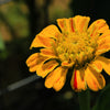 150 CANDY STRIPE ZINNIA Mix Elegans Flower Seeds Mixed Colors with Red Stripes