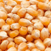 Lady Fingers Popcorn Seeds – Corn Zea Mays White Yellow Vegetable – photo 6