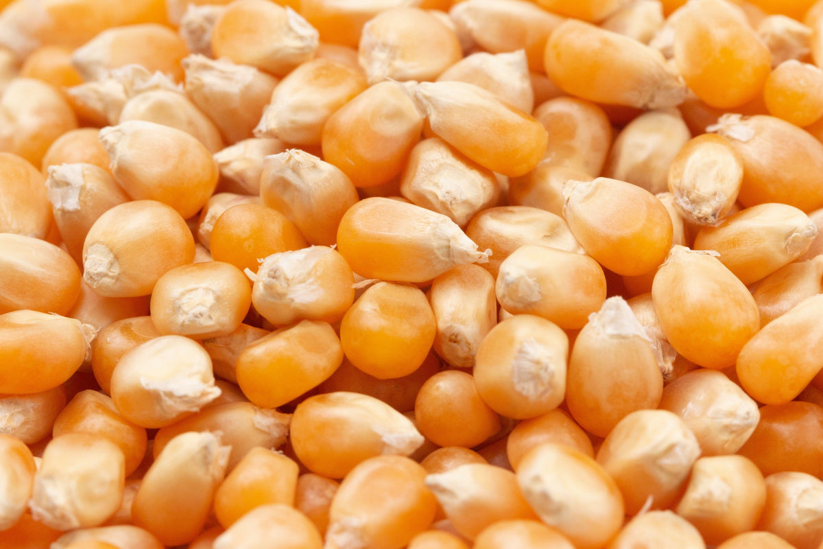 Lady Fingers Popcorn Seeds – Corn Zea Mays White Yellow Vegetable – photo 6