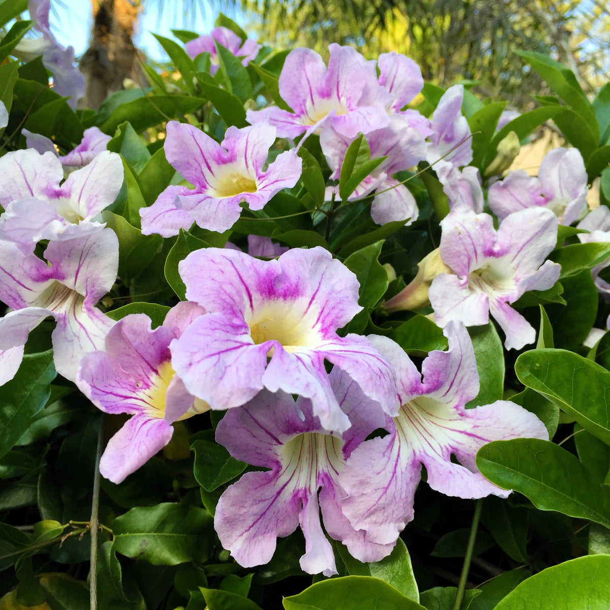 Mixed Dragonsnap Vine Seeds – Asarina Scandens Climbing Snapdragon Pink Blue Red White Flower – photo 7