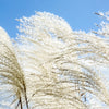 10 ZEBRA GRASS Variegated Maiden Grass Miscanthus Sinensis Zebrinus aka Chinese or Japanese Silver Grass / Plume Grass / Eulalia Seeds