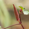 150 RED BURGUNDY OKRA Abelmoschus Esculentus Vegetable Seeds