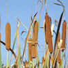 50 CATTAILS Cat Tails Typha Latifolia Water Pond Grass Flower Seeds
