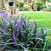 5 LILYTURF Liriope Muscari aka Big Blue Lily Turf / Monkey Grass Flower Seeds