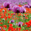 1000 SINGLE LILAC POPPY Papaver Somniferum Purple Heirloom Flower Seeds