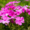 20 PRAIRIE PHLOX Pilosa Mixed Colors Pink Purple White Native Flower Seeds