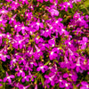 Magenta Pink Lobelia Seeds – Regatta Lobelia Erinus Flower