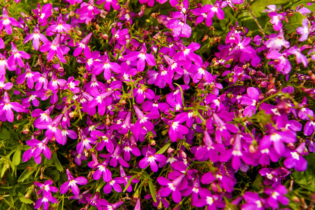 Magenta Pink Lobelia Seeds – Regatta Lobelia Erinus Flower