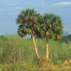 Hardy Sabal Palm Tree Seeds – Cabbage Palmetto Flower – photo 7
