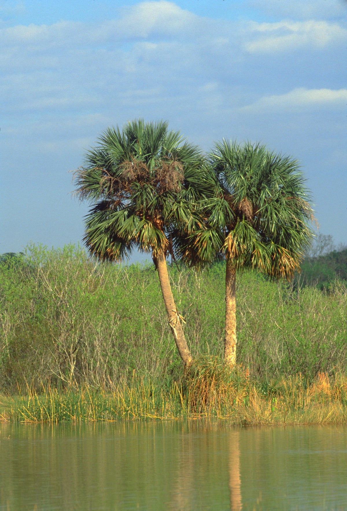 Hardy Sabal Palm Tree Seeds – Cabbage Palmetto Flower – photo 7