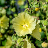 25 YELLOW HOLLYHOCK Alcea Rosea Flower Seeds Perennial