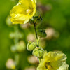 25 YELLOW HOLLYHOCK Alcea Rosea Flower Seeds Perennial