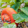 10 American TURKS TURBAN SQUASH Gourd Cucurbita Maxima Vine Seeds