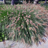 25 Dwarf Purple CHINESE FOUNTAIN GRASS Pennisetum Alopecuroides Hardy Ornamental Seeds