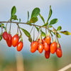 100 HIMALAYAN Tibetan GOJI BERRY Fruit Wolfberry Bush Lycium Barbarum Seeds