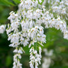 10 YELLOW ASH TREE Kentucky Yellowwood White Flowers Cladrastis Lutea Kentukea Seeds